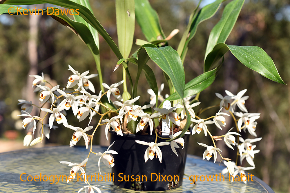 Coelogynes.com